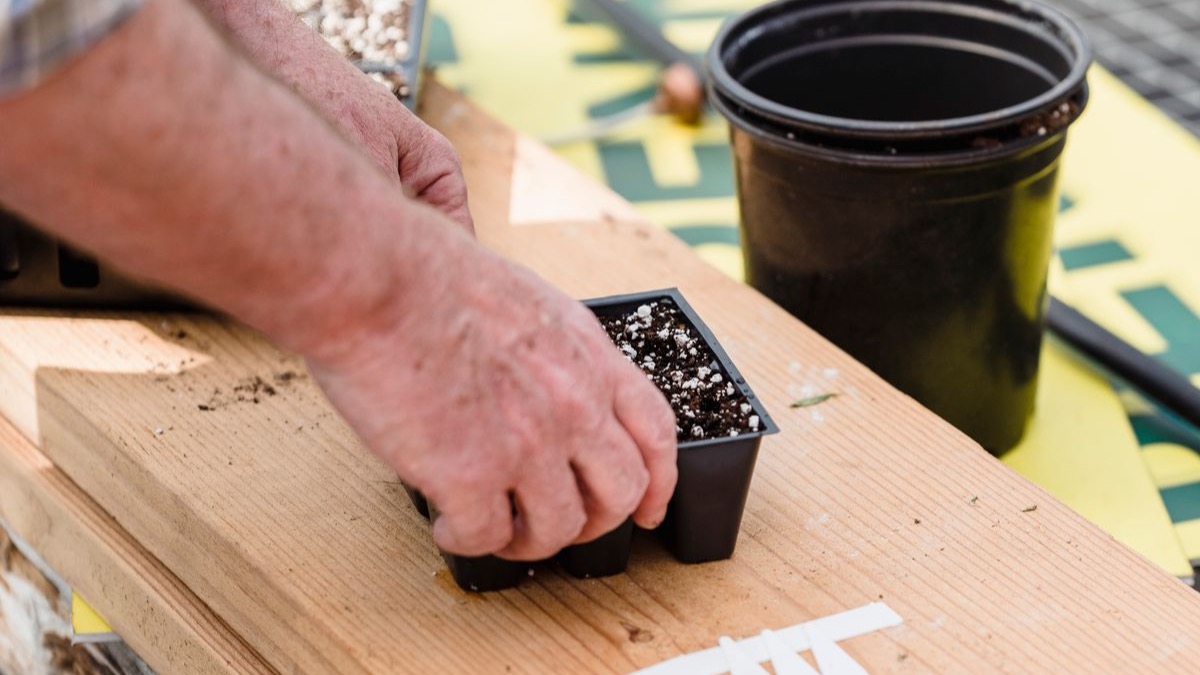 Hands transplanting seedlings into a tray of soil cells